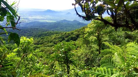 Forest / Philippines .